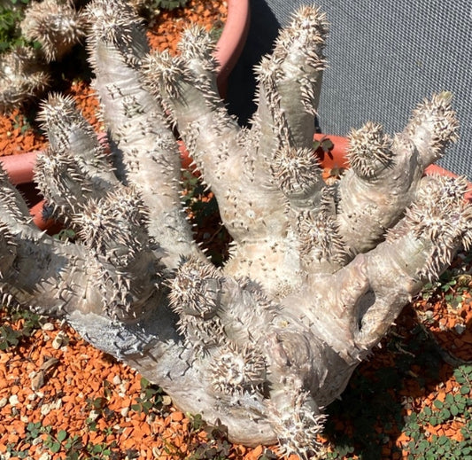Pachypodium densicaule seeds