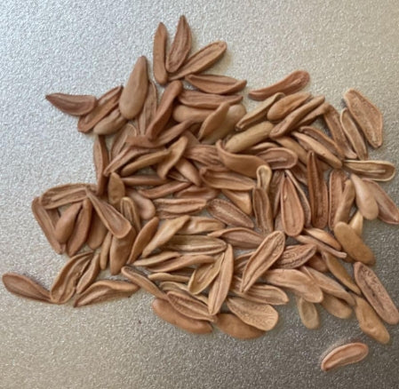 Pachypodium gracilius seeds