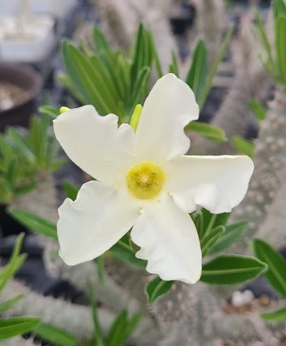 Pachypodium inopinatum seeds