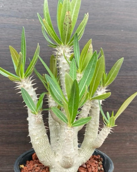 Pachypodium inopinatum seeds