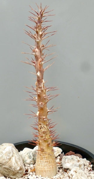 Pachypodium lealii seeds