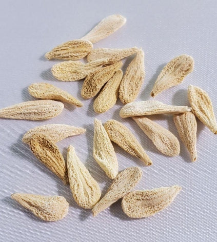 Pachypodium menabeum seeds