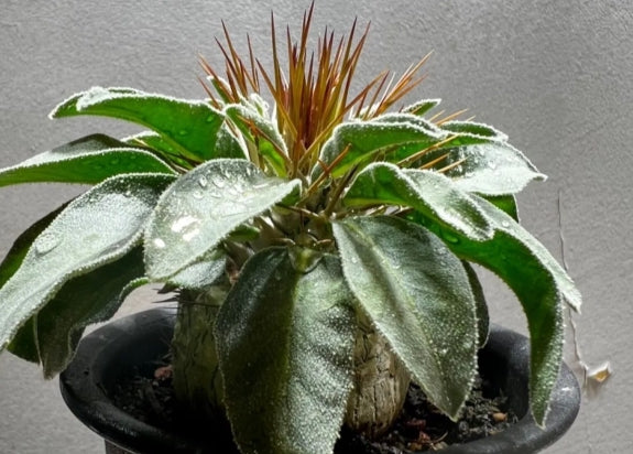 Pachypodium namaquanum seeds