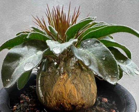 Pachypodium namaquanum seeds