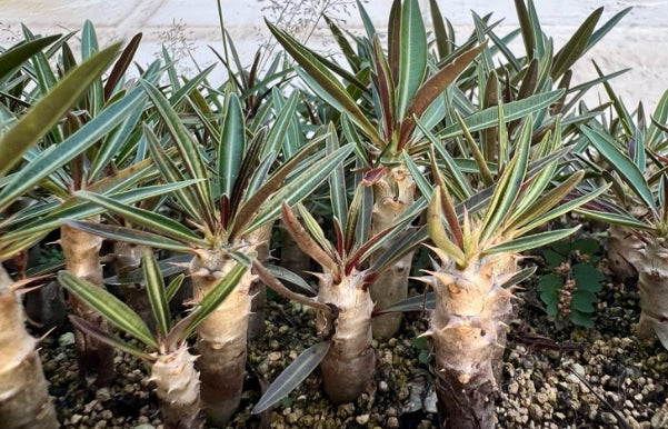 Pachypodium rosulatum seeds
