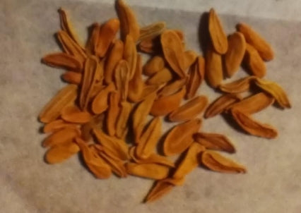 Pachypodium rosulatum seeds