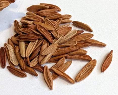 Pachypodium rosulatum var. gracilius seeds