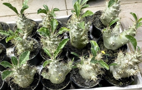 Pachypodium saundersii seeds