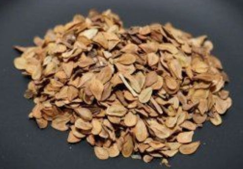 Pachypodium saundersii seeds