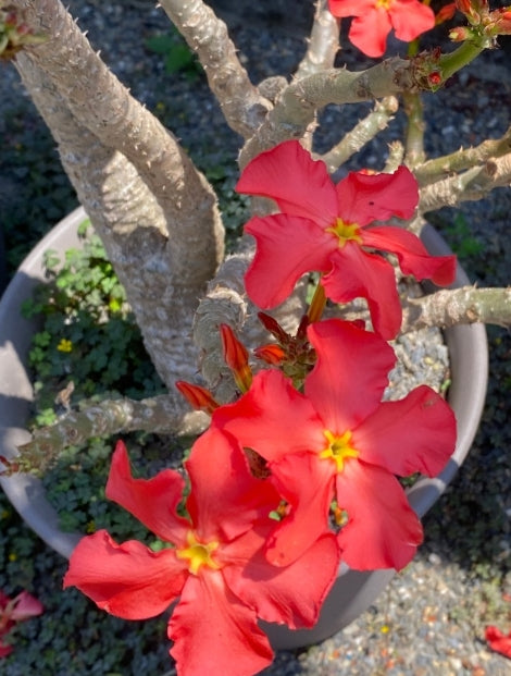 Pachypodium windsorii seeds