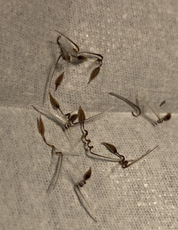 Pelargonium calorihenriki seeds