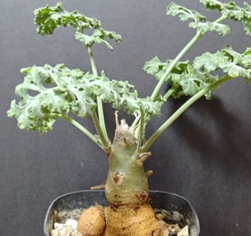 Pelargonium carnosum seeds