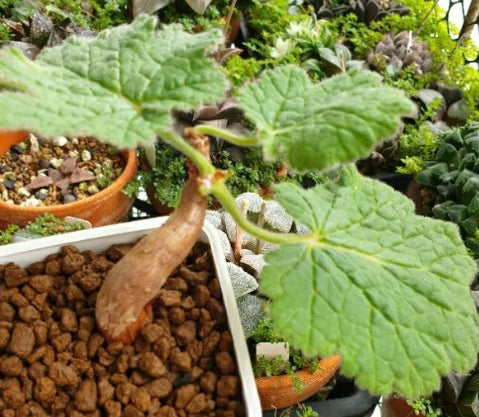 Pelargonium lobatum seeds
