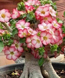 Adenium D.H.A Pho Nong Bua seeds