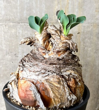 Phyllobolus resurgens seeds