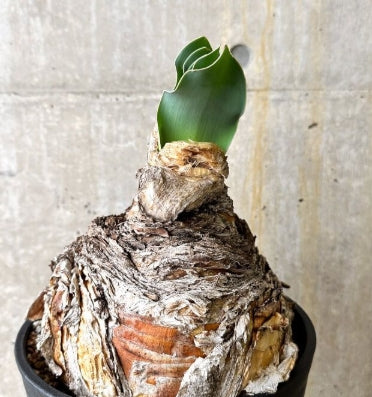 Phyllobolus resurgens seeds
