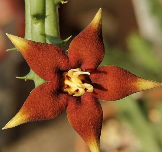 Piaranthus Atrosangunea seeds