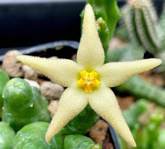 Piaranthus geminatus ssp. geminatus lemon seeds