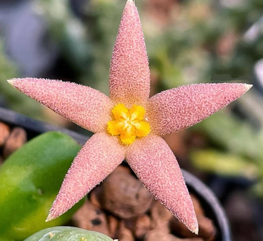 Piaranthus geminatus ssp. geminatus pink seeds