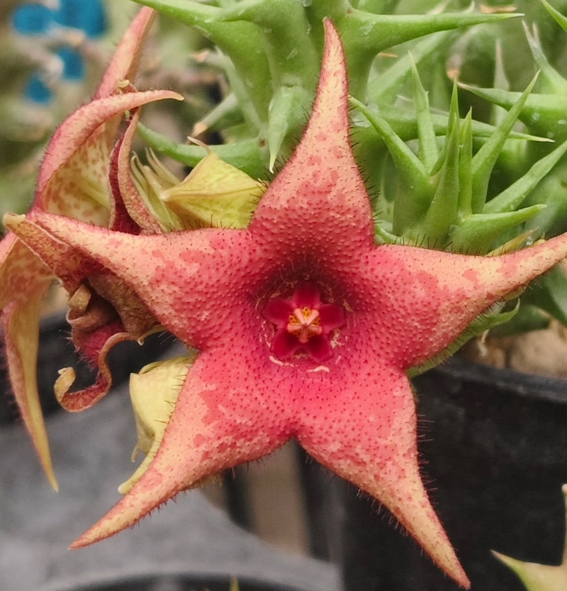 Huernia Pink Vanilla hybrid seeds