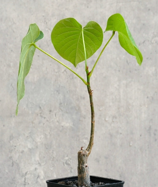 Pseudobombax ellipticum 'Album' seeds