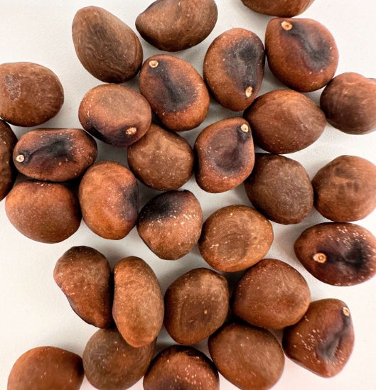 Pseudobombax ellipticum 'Red Leaf' seeds