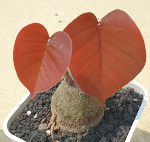 Pseudobombax ellipticum 'Red Leaf' seeds