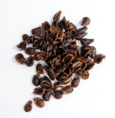 Pseudolithos cubiforme seeds