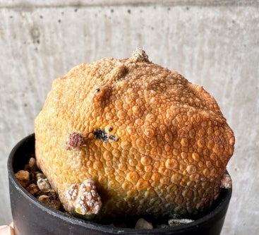 Pseudolithos cubiforme seeds