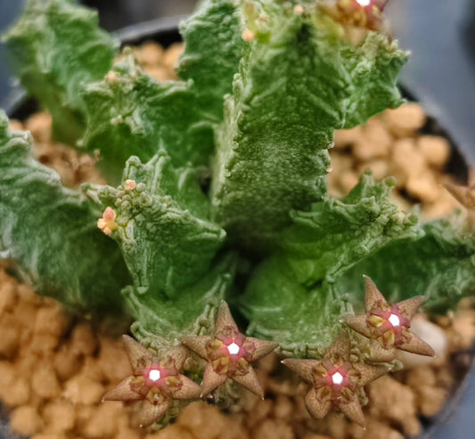 Pseudolithos maccoyi seeds