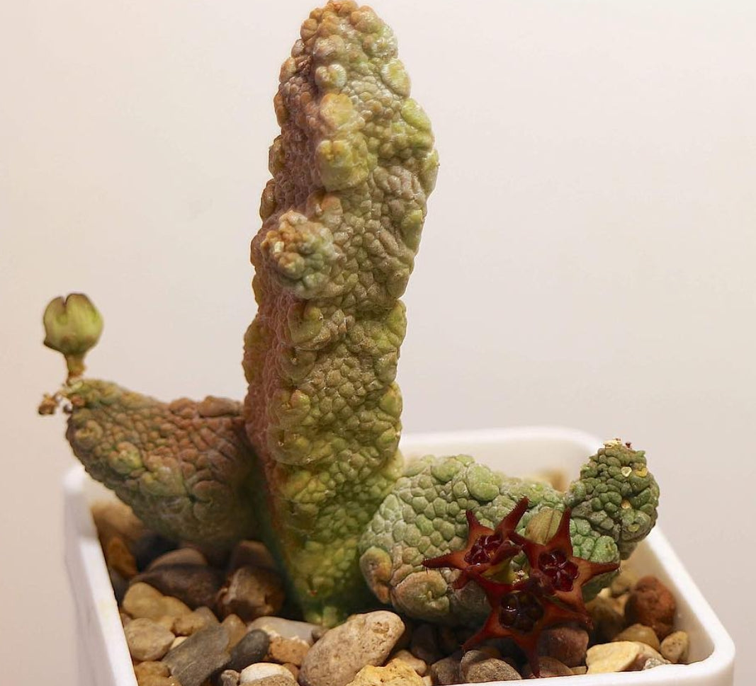 Pseudolithos migiurtinus x dodsoniana seeds