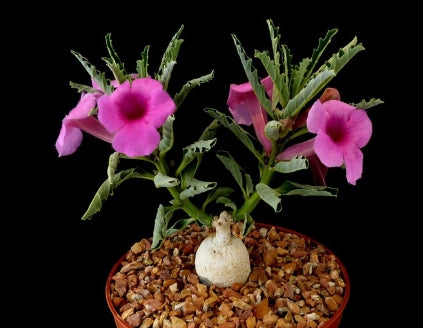 Pterodiscus Speciosus seeds