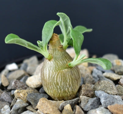 Pterodiscus luridus seeds