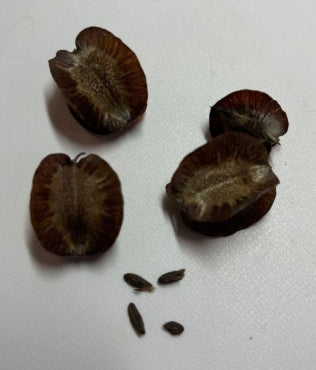 Pterodiscus macatiniensis seeds