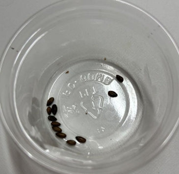 Pterodiscus aurantiacus seeds