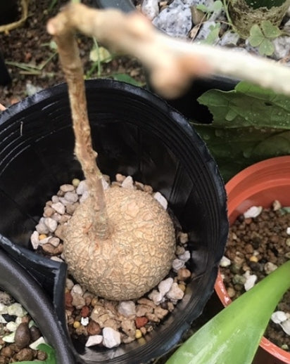 Pyrenacantha malvifolia seeds