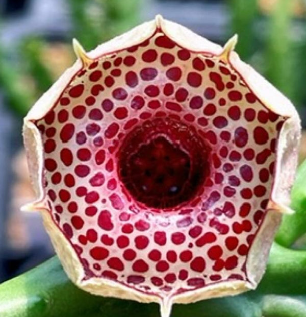 Huernia Erectiloba ( Red Dot ) seeds