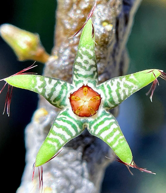 Rhytidocaulon Green Hybrid seeds