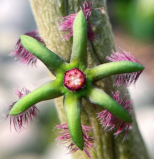 Rhytidocaulon ciliatum green seeds