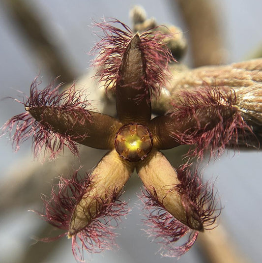 Rhytidocaulon ciliatum Brownii seeds