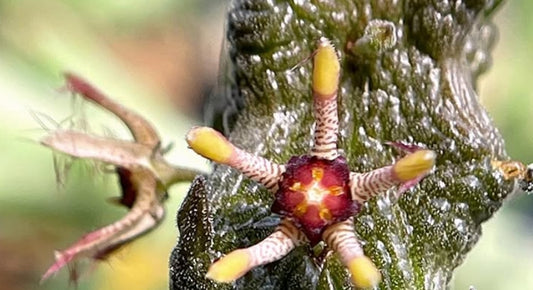 Rhytidocaulon fulleri x Rhytidocaulon macrolobum seeds