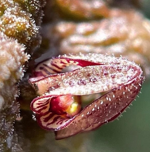 Close-up of a small purple flower with a fuzzy texture.