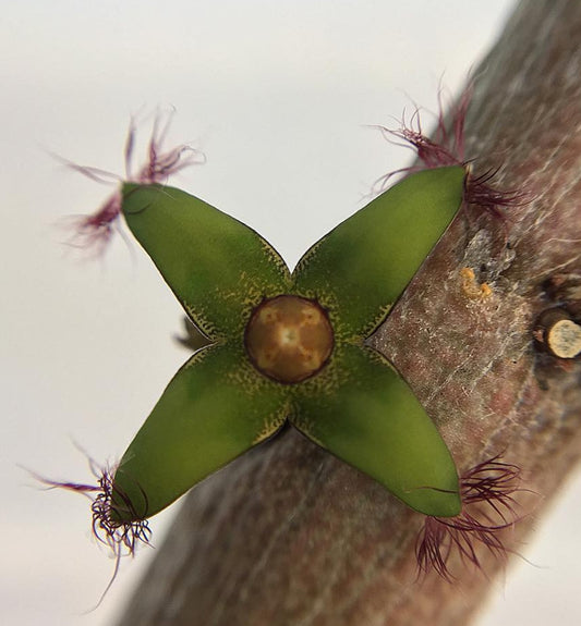 Rhytidocaulon sp. seeds