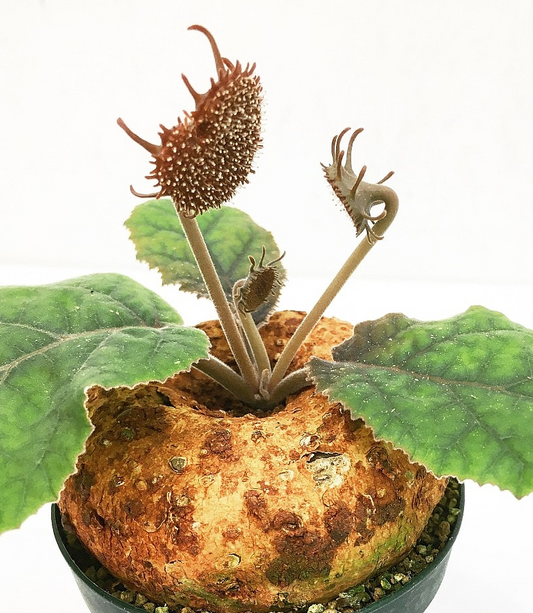 Dorstenia ellenbeckiana seeds