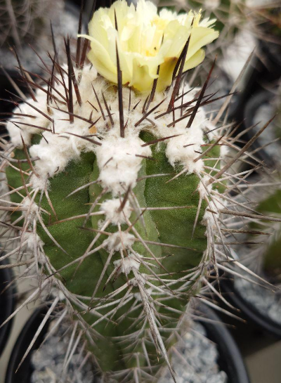 Copiapoa Marginata seeds