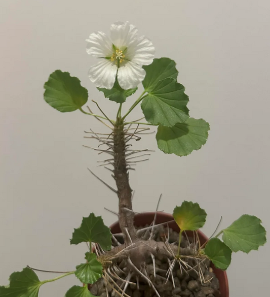 Sarcocaulon mossamedense seeds