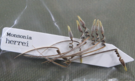 Monsonia herrei seeds