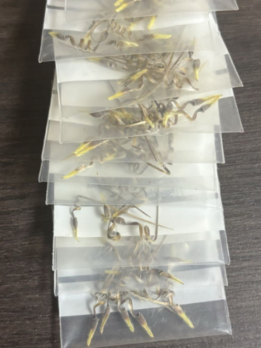 Monsonia peniculina seeds