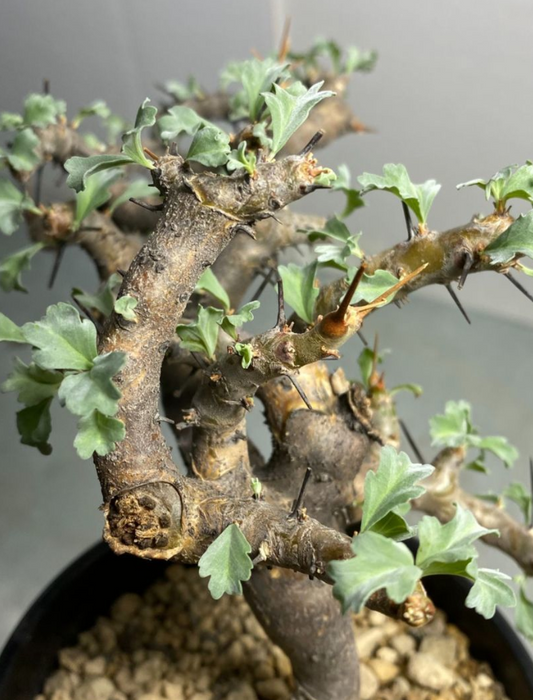 Monsonia flavescens seeds