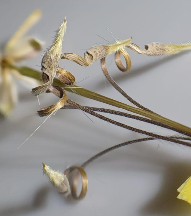 Sarcocaulon camdeboense seeds